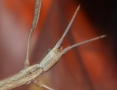 Parabacillus hesperus