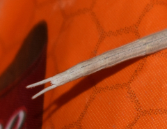 Parabacillus hesperus