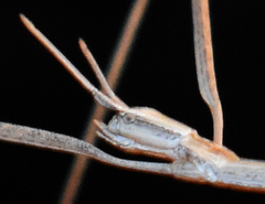 Parabacillus hesperus