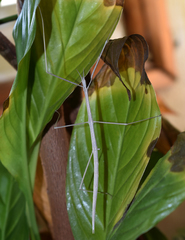 Parabacillus hesperus