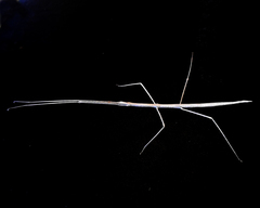 Parabacillus hesperus