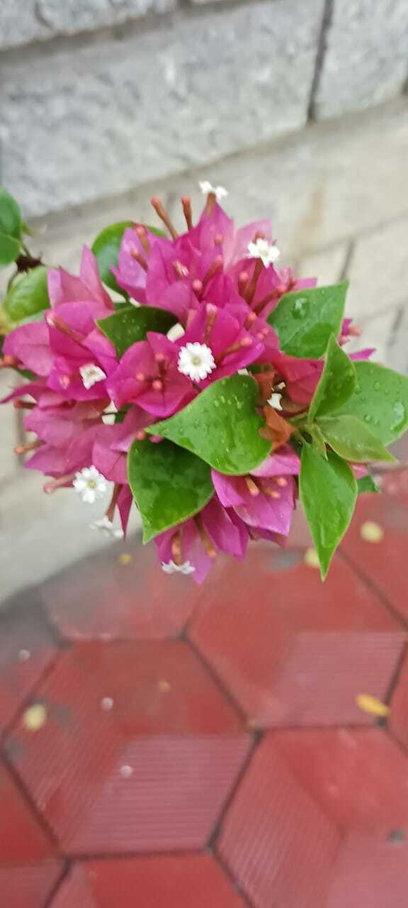 Imagem de Primavera