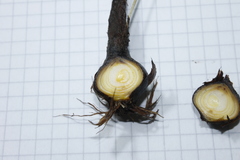 Cipura paludosa