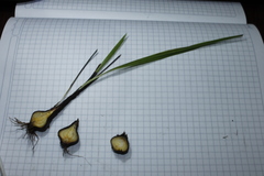 Cipura paludosa