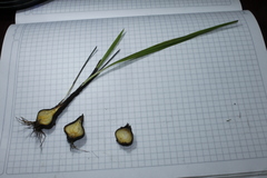 Cipura paludosa