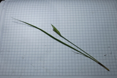 Cipura paludosa