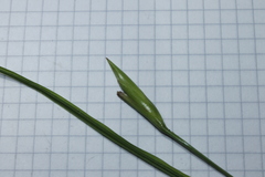 Cipura paludosa