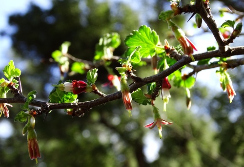 Ribes californicum var. hesperium