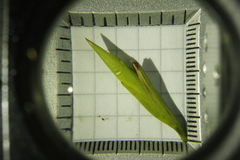 Cipura paludosa