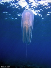 Leucothea multicornis