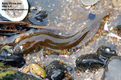 Flat-Headed Goby photo 3