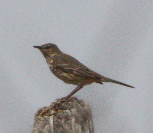Oreoscoptes montanus