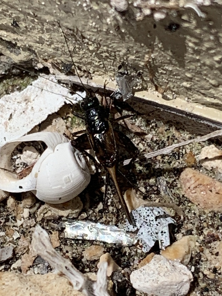 Small Ground Crickets from SW 84th St, Miami, FL, US on May 1, 2023 at 0223 PM by Lucas Garriga