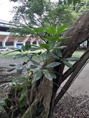 Araliaceae