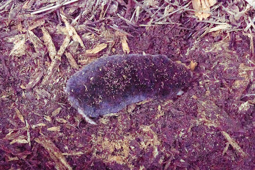 Southern Broad-footed Mole