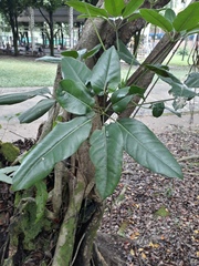 Araliaceae