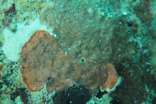 Steginoporella magnilabris observed 2023-04-28