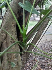 Araliaceae
