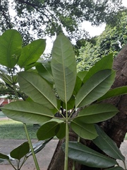 Araliaceae