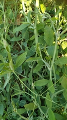 Lathyrus