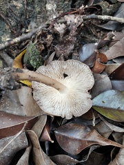 Fungi