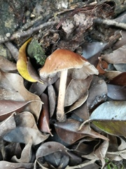 Fungi