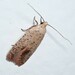 Agonopterix posticella - Photo (c) Ann Cooper, some rights reserved (CC BY-NC), uploaded by Ann Cooper