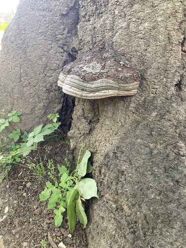 観察された菌類