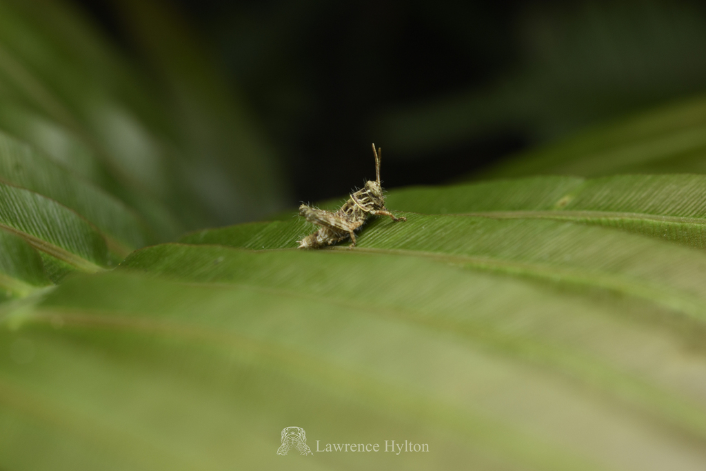 Apalacris varicornis