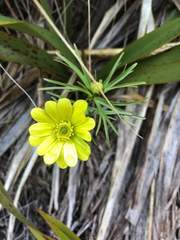 Ranunculus verticillatus