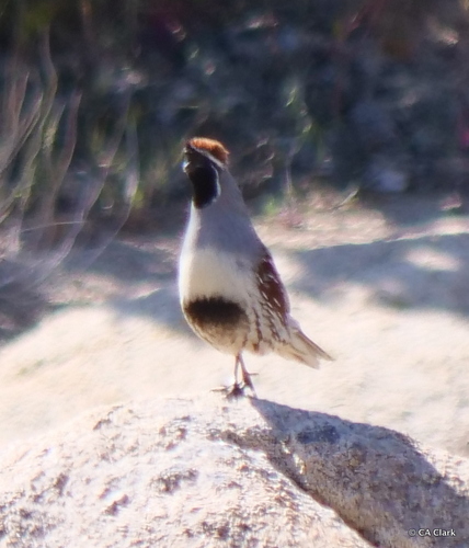 iNaturalist observation photo of Gambel's Quail