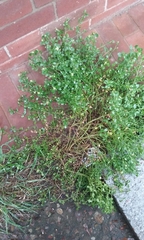 Baccharis pilularis pilularis