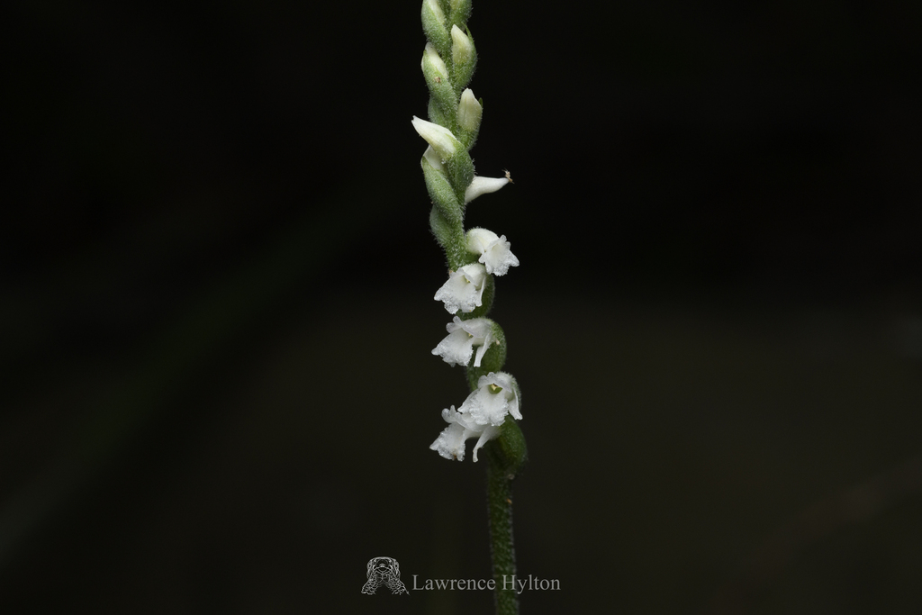 Spiranthes × hongkongensis; photograph Lawrence Hylton, CC BY, iNaturalist via GBIF