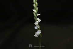 Spiranthes × hongkongensis
