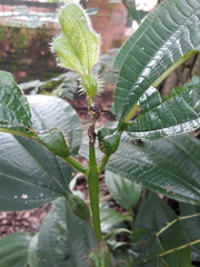 Miconia tococa