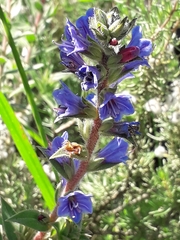 Lobostemon argenteus