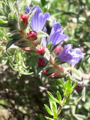 Lobostemon argenteus