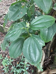 Miconia tococa