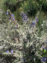 Lobostemon argenteus