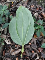 Miconia tococa