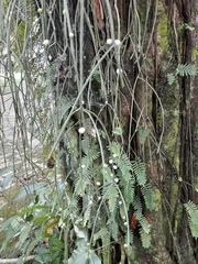 Rhipsalis baccifera