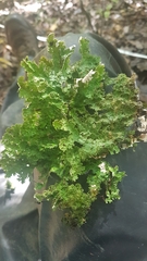 Pseudocyphellaria chloroleuca image