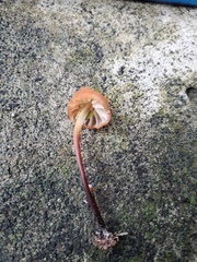 Fungi
