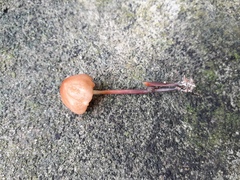 Fungi