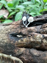 Fungi