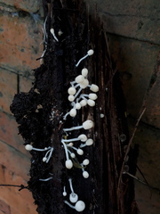 Fungi