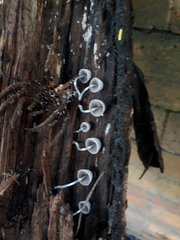 Coprinellus disseminatus