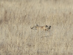 Vulpes corsac