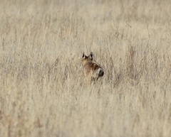 Vulpes corsac