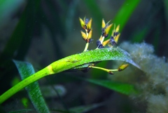 Posidonia australis